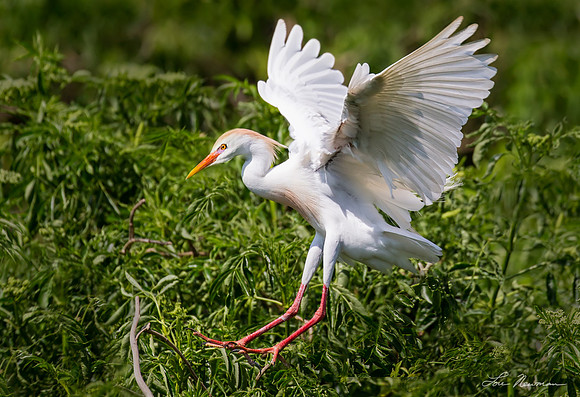 Coming Courting _ Cattle Egret