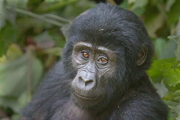 "Youngster" Mountain Gorilla