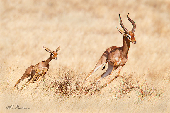 "Danger Quickly!" Gerenuk