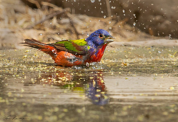 "Bathing Beauty" Painted Bunting, Texas