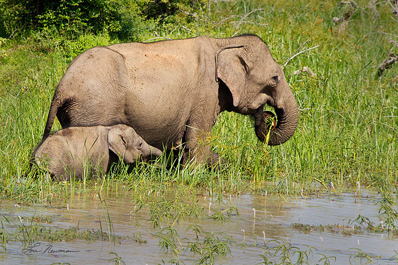 "Staying Close" Asian Elephants