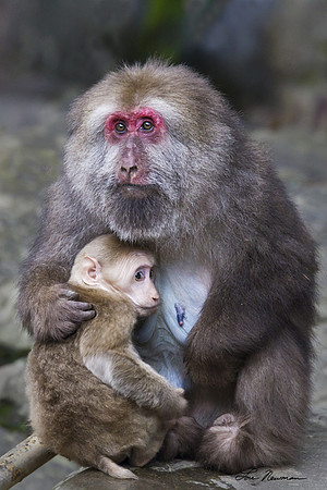 Tibetan Macaques