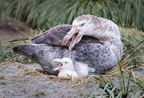 "Anger Response" - Giant Petrels - South Georgia