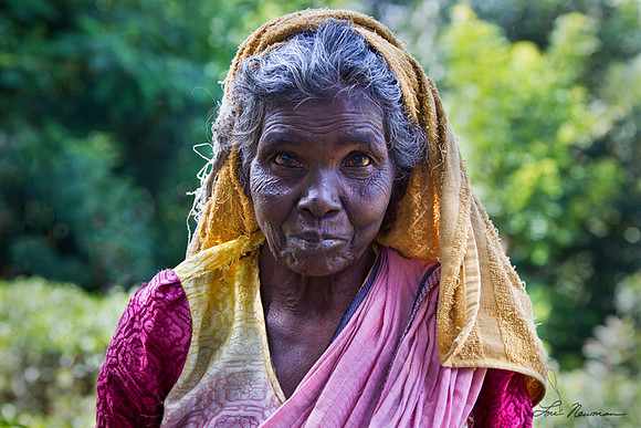 "Tea Picker" Sri Lanka
