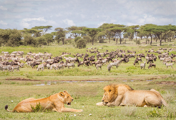 "Calm Before The Storm" Lion, Tanzania Africa