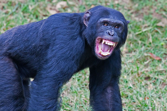 "Mean Teen" Chimpanzee