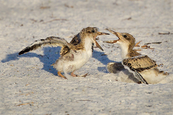Black Skimmers