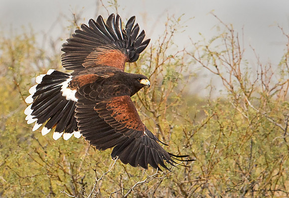Banking Right - Harris' Hawk - New Mexico