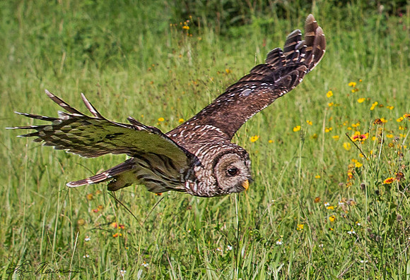 Cruising - Barred Owl - Florida