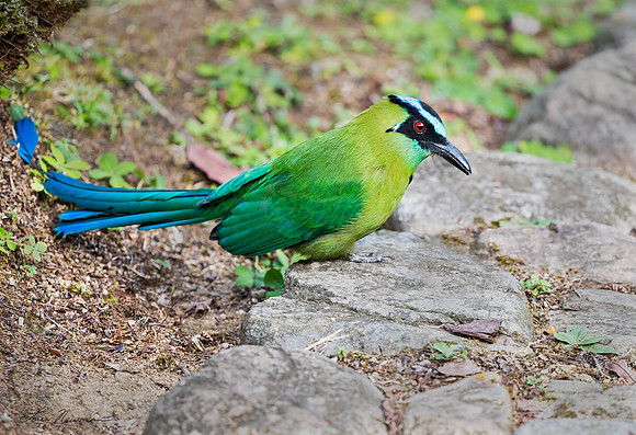 “Swagger, You Bet!” –  Blue-crowned Motmot, Peru