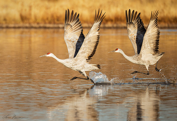 "Cleared for Takeoff" Sandhill Crane, New Mexico