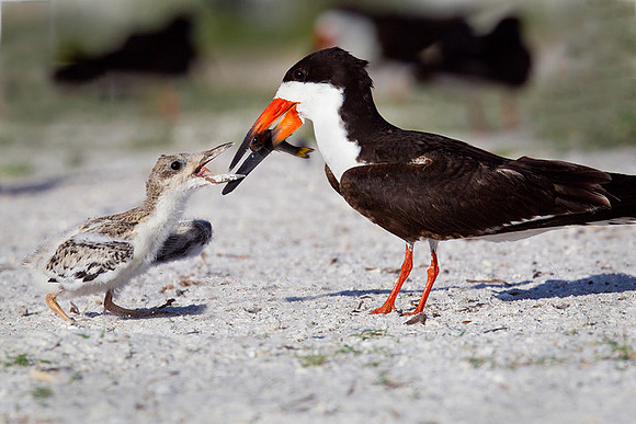 Black Skimmers