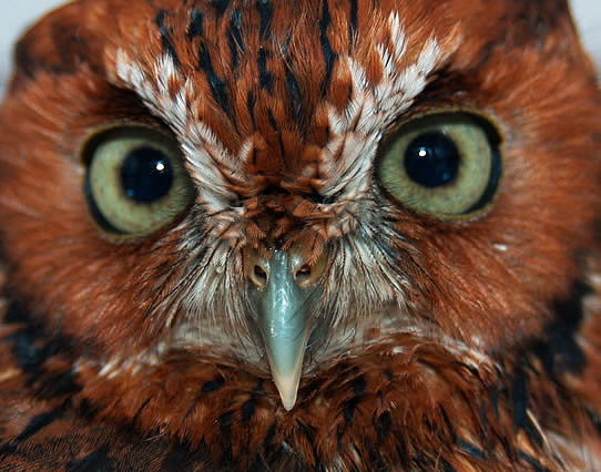 "Red" Eastern Screech-Owl