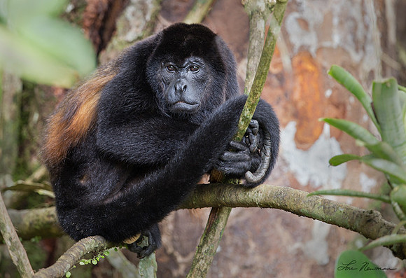 "What Are You Looking At" Howler Monkey, Costa Rica