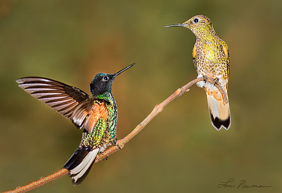 And So I Said... - Velvet Purple Coronet & Buff-tailed Coronet - Ecuador
