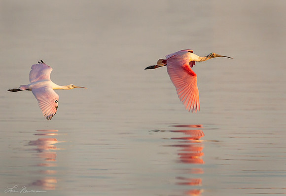 "Chasing Mom" Roseate Spoonbill, Florida