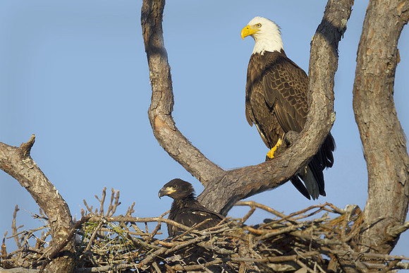 Bald Eagle with eaglets
