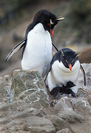 Proud Father - Rockhopper Penguins - Falkland Islands