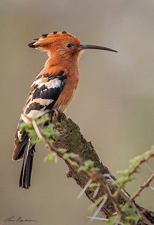 "I'm Different" African Hoopoe, Tanzania Africa