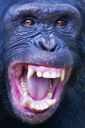 "Mean Teen Up Close" Chimpanzee