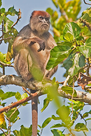 "Grumpy" Red Colobus Monkey