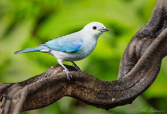 "Blue Magic" Blue Gray Tanager, Costa Rica