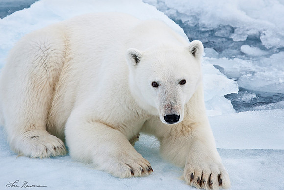 "Eye Level" Polar Bear