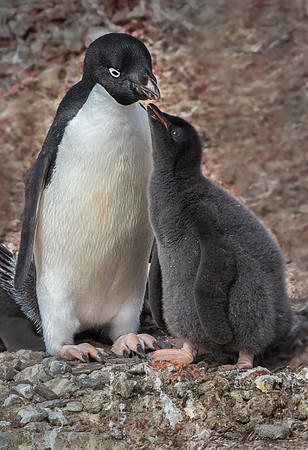 Please, Mom - Adele Penguins - Antarctica