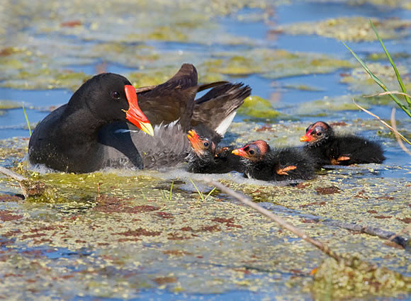 "First Day" Common Moorhens