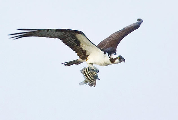 "Gourmet Meal" Osprey