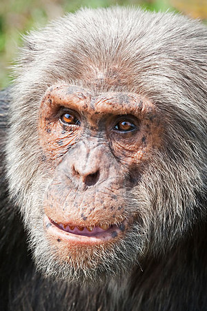 "Alpha Male" Chimpanzee
