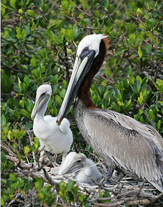 "Cute Babies" Brown Pelican