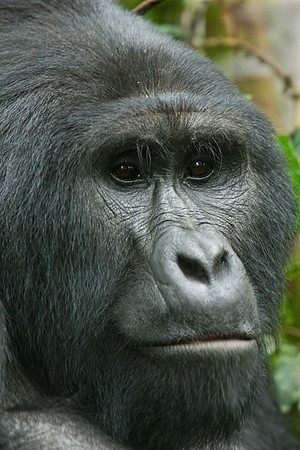 "Silverback Male 1" Mountain Gorilla