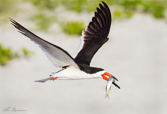 "Returning With A Prize" Black Skimmer, Florida