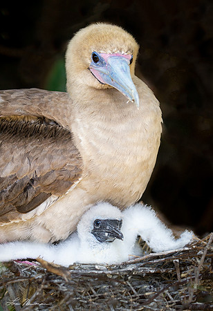 “Protected” –  Red-footed Booby, Galapagos Islands