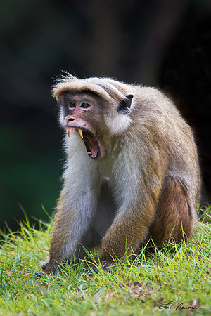 "A Warning" Toque Macaque