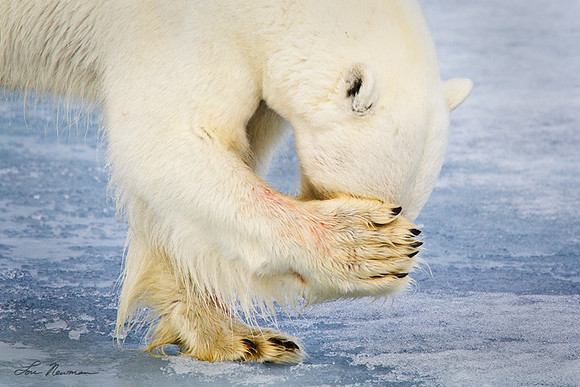 "Oh No!" Polar Bear