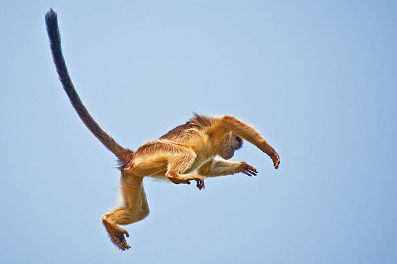 "High Flyer" Red Colobus Monkey
