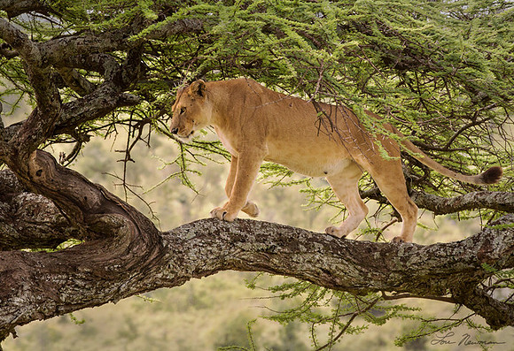 "Tree-climbing Lion" Lion, Tanzania Africa