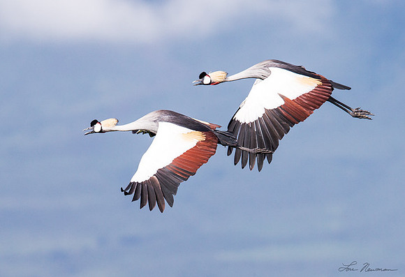 "Synchronized Flight" Gray Crowned Crane, Tanzania Africa
