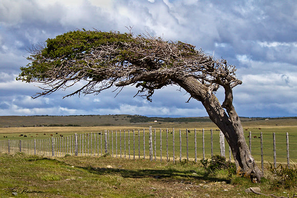 "Windswept" Chile