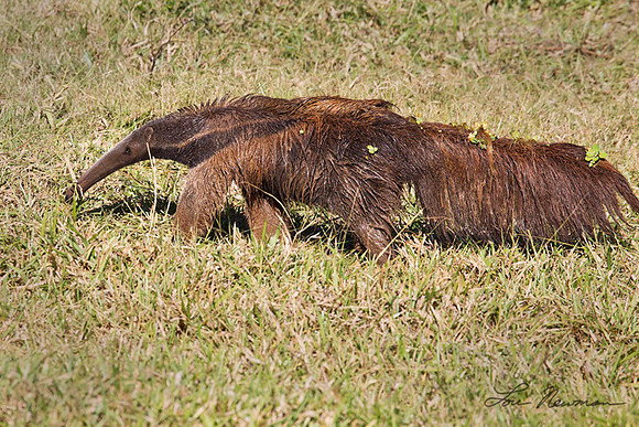 "Caught Bathing" Giant Anteater