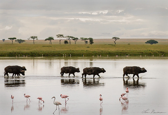"Morning After The Rain" Cape Buffalo & Flamingos, Tanzania Africa
