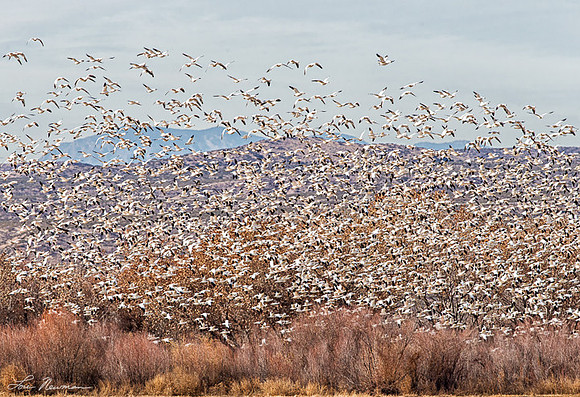 Blast-Off - Snow Geese - New Mexico