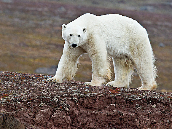 "Checking Us Out" Polar Bear