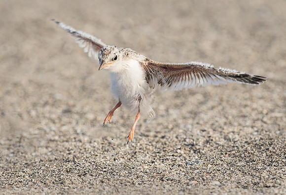 "Some Day I'll Fly" Least Tern, Florida