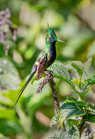 “Looking Good” –  Rufous-crested Coquette, Peru