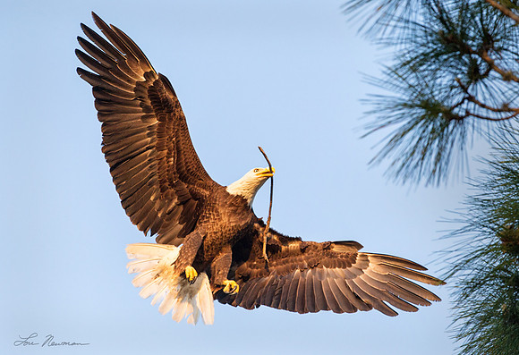 Coming Dear _ American Bald Eagle