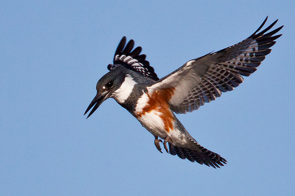 "Hovering"  Belted Kingfisher