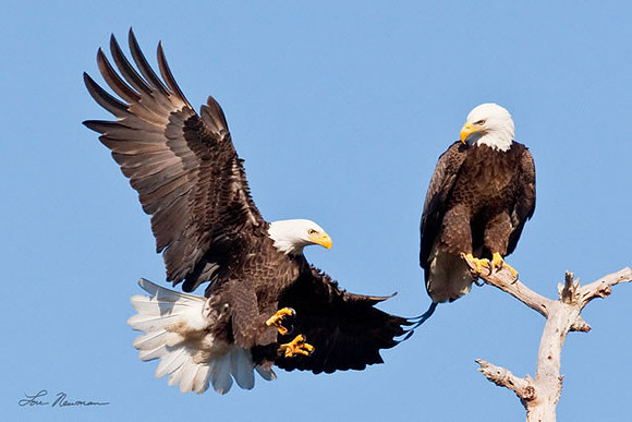 "Barely Room" Bald Eagle